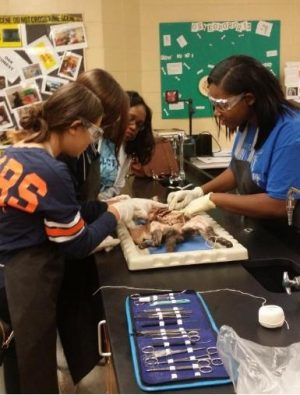 Arminda Cako, Karly Kos, and Courtney Collier demonstrate proper methods for cat dissection during Honors Anatomy lab.
