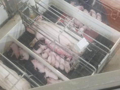Commercial Farming: Fair Oaks Farms