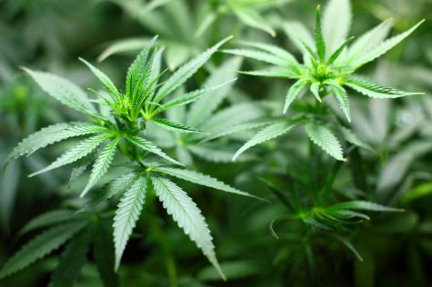 Making marijuana legal: Good or bad idea?