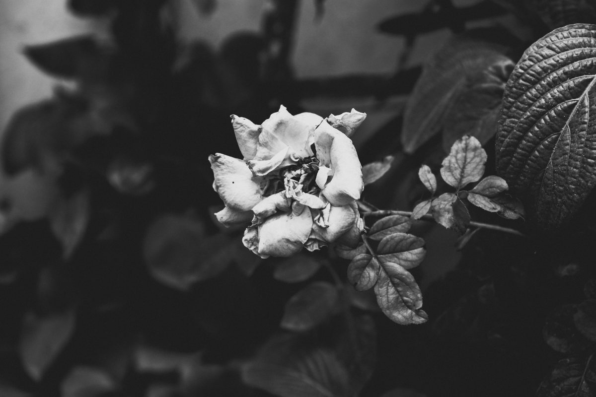 A dying rose, often a sign of a love lost or faded.
Source: Pixabay